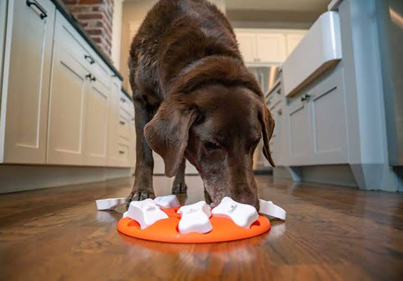 Limited Time at Home? Interactive Toys Can Help Keep Your Pet Happy